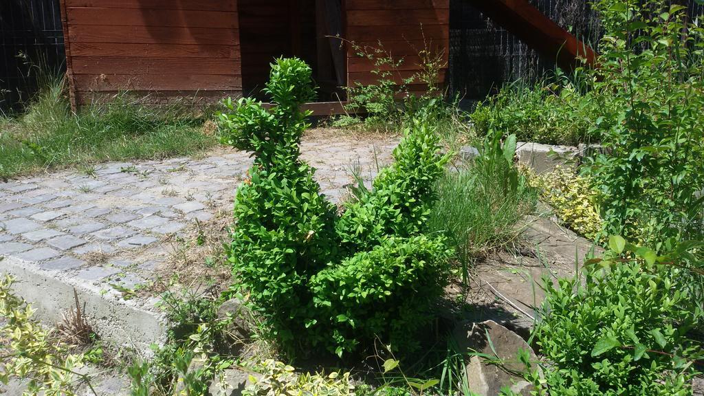 Casa Dancs Ξενοδοχείο Κοβάσνα Εξωτερικό φωτογραφία